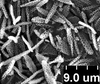 Brochosomes: !! display not done !! on Oncometopia (Oncometopia) orbona (Fabricius, 1798): OM238 | U.S.A., Missouri, Adams Co., near Cranfield | 7/27/1970 | INHS. (Observation).