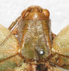CollectionObject 1564226; NMW 4801, 4563f76e-c546-4649-b48a-dad1d505a1a2: female head and pronotum, dorsal view (syntype). (CollectionObject).