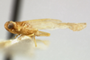 Habitus, lateral view: (Observation).