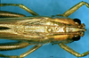 CollectionObject 1505455; f02cba08-7bc2-4c88-a4d8-e731c9dc4023: female, dorsal view (allotype). (CollectionObject).