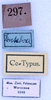 CollectionObject 1534486; c502f5fa-f03e-441e-9138-6497a997861a: labels (syntype of Conocephalus nigropunctatus). (CollectionObject).
