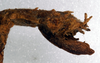 CollectionObject 1560886; NMW 260, b1c6bd28-c91a-4501-bb14-2ccc9034dc71: copyright NMW, Vienna. female: end of abdomen, lateral view (holotype). (CollectionObject).