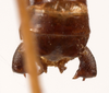 CollectionObject 1534472; e0ed2c48-dc6e-4c92-a328-01df0f68ad7b: male cerci (holotype). (CollectionObject).