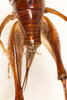 CollectionObject 1531297; 727f9087-bf3f-4eca-9c40-db81d8fce988: female, dorsal view (holotype). (CollectionObject).