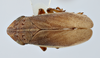 Habitus, dorsal view: !! display not done !! on Philaenarcys killa Hamilton, 1979: (Observation).