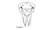 Leptomerinthoprora brevipennis Rehn, 1905: Fig. 5B. female abdomen tip, dorsal view. (Otu).