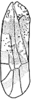 Forewing: !! display not done !! on Hymetta anthisma McAtee, 1919: Forewing. (Observation).