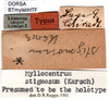 CollectionObject 1500570; a82557b7-9c11-4095-acc8-7a5175aa24cd, DORSA BTmylstiHTF: labels (holotype). (CollectionObject).
