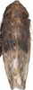 Habitus, dorsal view: !! display not done !! on Maiestas brevicula (Dash & Viraktamath, 1998): Habitus. (Observation).