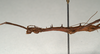 CollectionObject 1559793; 0a7ec422-ba73-46a5-8861-7ab5fda3ae92: copyright MIZ, Warsaw. male: head and thhorax, lateral view (holotype). (CollectionObject).