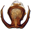 Aedeagus, ventral view on Alocoelidia fulva Evans, 1954: Alocoelidia fulva, aedeagus, caudally (CAS). (Observation).