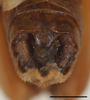 CollectionObject 1586786; 3611040b-9cb9-4b7c-b2b1-ff4ff370fce1: male, abdominal apex posterior view, scale bar 2 mm. (CollectionObject).