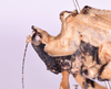 CollectionObject 1544707; UDBC<IH> MUD 046 ORT, dbf5e890-6786-4fe1-a701-a6edb7b4db4d: female, head and pronotum lateral view (paratype). (CollectionObject).