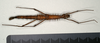 CollectionObject 1559794; db11afe5-2229-42b9-b083-ab3590fa3deb: copyright MIZ, Warsaw. female, ventral view (holotype). (CollectionObject).