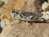 female (20 miles north of Crawford, Nebraska, 12 September 2021). Depicts Melanoplus gladstoni Scudder, 1897, an Otu.