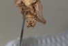 CollectionObject 1475708; 19fbc150-81d7-45ba-a036-b7db7fde2400: Male, #1, terminalia, ventral view (syntype). (CollectionObject).