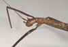 CollectionObject 1563988; NHMUK(SF IMPORT DUPLICATE) 844659, e0b7bab4-af0b-4dc2-9de1-c5429d269c46: copyright Natural History Museum, London. female: head and part of thorax, lateral view (paralectotype). (CollectionObject).