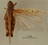female, dorsal view, (neotype). Depicts CollectionObject 1531135; 22a342da-d372-438c-b5e0-fd08828576bf, a CollectionObject.