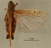 CollectionObject 1531135; 22a342da-d372-438c-b5e0-fd08828576bf: female, dorsal view, (neotype). (CollectionObject).