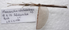 CollectionObject 1584630; ee660036-5d91-48b5-9bac-d5de24a08b5f: (CollectionObject).