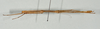 CollectionObject 1558346; 896f6fb8-36cd-4bd4-a32d-5c14742288e1: copyright USNM, Washington. male, dorsal view (holotype). (CollectionObject).