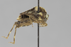 CollectionObject 1523461; 41974836-27c8-4496-a55f-0bb2362d6ead: male, lateral view (holotype). (CollectionObject).