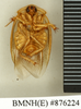 CollectionObject 1572925; 184eefc9-7227-4a1f-bb6a-0fc86257b451: Copyright Natural History Museum, London. Non-type (adult male) in BM(NH). Ventral view. (CollectionObject).