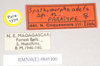 CollectionObject 1562092; NHMUK(SF IMPORT DUPLICATE) 845100, c1e5a84b-0435-42a1-8e65-93af3da2f3fd: copyright Natural History Museum, London. female, data labels (paratype). (CollectionObject).