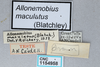 CollectionObject 2868937; 43260445-0700-4307-927f-3e441789faec, CNCI 1154958: Allonemobius maculatus. (CollectionObject).