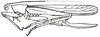 Sacculiphallus dyaka (Hebard, 1922): Pl. XVII, Fig. 18 (after type). female habitus (tegmen length 36.7 mm, hind femur 16.8 mm, ovipoitor 17.1 mm). (Otu).