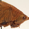 CollectionObject 1534700; 88b5736a-71c6-404c-acc1-c0f7b048c51c: female pronotum lateral (syntype of Mataeus longipennis). (CollectionObject).