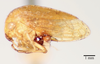Habitus, lateral view on Atymna inornata (Say, 1831): (Observation).