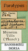 CollectionObject 1502571; e32dbaa0-d4b4-4f35-a35c-14785857a8a8: labels (syntype). (CollectionObject).