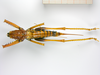 CollectionObject 1587975; 9d038297-2bb6-4274-8613-7ba7d049990b: female, dorsal view (paratype). (CollectionObject).