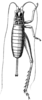 Paranaudus terebrans (Saussure, 1878): Pl. 19, Fig. 72. female, dorsal view. (Otu).