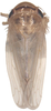 Habitus, dorsal view on Exitianus indicus (Distant, 1908): Habitus, dorsal view. (Observation).