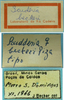 CollectionObject 1542820; DEES MZLQ-I0087, a7fbbd90-7ed4-4148-a37a-1c64a73af51c: female, labels (syntype). (CollectionObject).
