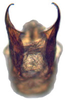 Aedeagus, ventral view on Achaeticina Emeljanov, 1962: Achaetica anbasidis, aedeagus, caudally (INHS). (Observation).