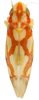Habitus, dorsal view: Habitus (E. fraxa Robinson, INHS collection). (Observation).