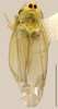 Habitus, dorsal view on Empoascanara (Empoascanara) Distant, 1918: Habitus (E. sonani Mats.). (Observation).