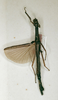 CollectionObject 1561894; 85ffd4c3-3961-46e5-8bf0-37db993fff98: copyright ZFMK. female (syntype). (CollectionObject).;CollectionObject 1561895; defda478-7dd7-4e76-839a-3b67a3d6774e: copyright ZFMK. female (syntype). (CollectionObject).