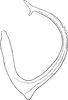 Aedeagus, lateral view on Athysanus quadrum Boheman, 1845: Aedeagus, lateral view. (Observation).