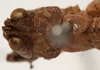 CollectionObject 1566231; e240a2c4-f92a-4d10-8be1-7ba754597f95: male head and pronotum, dorsal view (paratype). (CollectionObject).