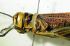 CollectionObject 1498688; 4746ba91-851a-4eab-8bfa-fe04b2b3381f: female head and pronotum, lateral view. (CollectionObject).