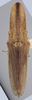 Habitus, dorsal view on Attenuipyga (Dorycara) platyrhynchus (Osborn, 1894): Dorsal - immature. (Observation).