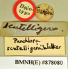 Gyna scutelligera (Walker, 1868): Holotype, unsexed, labels. BMNH(E)#878080. (Otu).