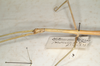 Cuniculina cuniculus (Westwood, 1859): copyright St. Petersburg. female of synonym Clitumnus rivalis: head and thorax (paralectotype). (Otu).