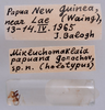 CollectionObject 1538203; e6f98e22-125d-4cb4-a4b1-cfdf41af46f6: labels and genitalia (holotype). (CollectionObject).