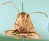 CollectionObject 1502037; c50d5f1e-1215-4d47-bbec-2d4e79518309: female, frontal view (hparatype of Glyphotmethis heldreichi rubrescens). (CollectionObject).