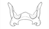 Baeacris maquiritare (Carbonell & Ronderos, 1973): Fig. 31. epiphallus, dorsal view. (Otu).